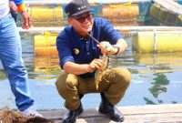 Pj. Gubernur NTT Andriko N. Susanto saat meninjau lokasi budidaya Lobster di Kawasan Mulut Seribu | Foto: BidkomDKSIP_rotendao