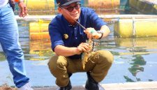 Pj. Gubernur NTT Andriko N. Susanto saat meninjau lokasi budidaya Lobster di Kawasan Mulut Seribu | Foto: BidkomDKSIP_rotendao