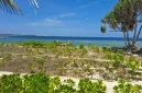 Gagabusan (Scaevola taccada) di Pesisir Pantai Oemau, Bo'a, Rote Barat. FOTO/roolnews.id