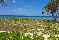 Gagabusan (Scaevola taccada) di Pesisir Pantai Oemau, Bo'a, Rote Barat. FOTO/roolnews.id