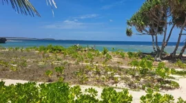Gagabusan (Scaevola taccada) di Pesisir Pantai Oemau, Bo'a, Rote Barat. FOTO/roolnews.id