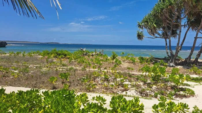 Gagabusan (Scaevola taccada) di Pesisir Pantai Oemau, Bo'a, Rote Barat. FOTO/roolnews.id