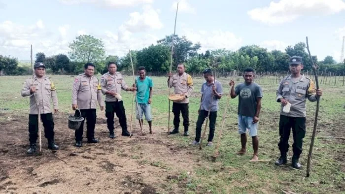 Personel Polsek Rote Timur Bersama Kelompok Tani Sejahtera Melakukan Penanaman Jagung Dukung Asta Cita Pemerintah,Selasa (25/11/2025) | FOTO/humaspolresrotendao