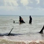 Aksi Kolaboratif di Mbadokai, 34 Paus Pilot Berhasil Dievakuasi ke Laut