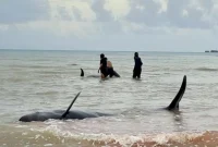 Ikar Paus Pilot di Pantai Mbadokai Menjadi Perhatian Masyarakat Rote Ndao, Selasa (10/03/2026) | FOTO: ROOL/Ho-humaspolresRN