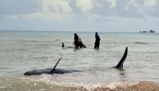 Ikar Paus Pilot di Pantai Mbadokai Menjadi Perhatian Masyarakat Rote Ndao, Selasa (10/03/2026) | FOTO: ROOL/Ho-humaspolresRN