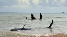 Ikar Paus Pilot di Pantai Mbadokai Menjadi Perhatian Masyarakat Rote Ndao, Selasa (10/03/2026) | FOTO: ROOL/Ho-humaspolresRN