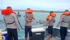 saat menyelamatkan segerombolan paus pilot yang terjebak pukat nelayan di Perairan Desa Fuanfuni, Rote Ndao, NTT, Senin (9/3/2026). FOTO: ROOL/Ho-humasPolresRN