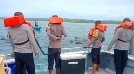 saat menyelamatkan segerombolan paus pilot yang terjebak pukat nelayan di Perairan Desa Fuanfuni, Rote Ndao, NTT, Senin (9/3/2026). FOTO: ROOL/Ho-humasPolresRN